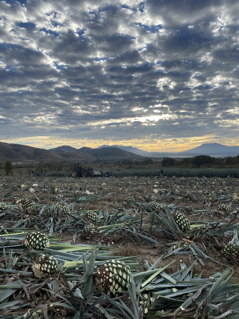 Agave_Field.jpg