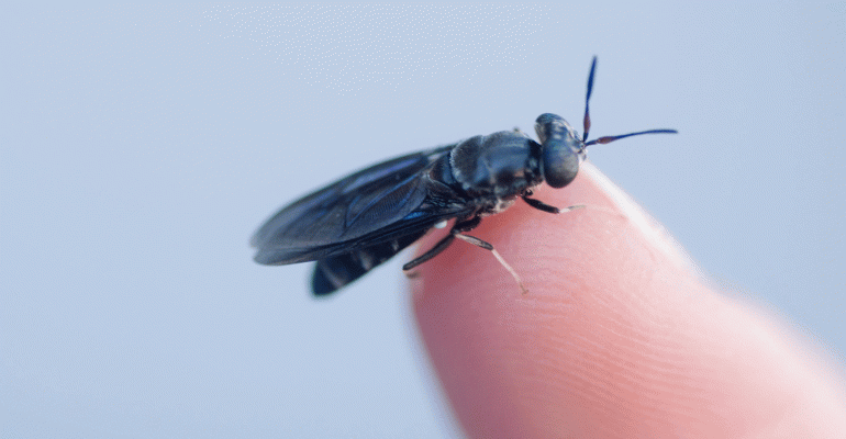black-soldier-fly.gif