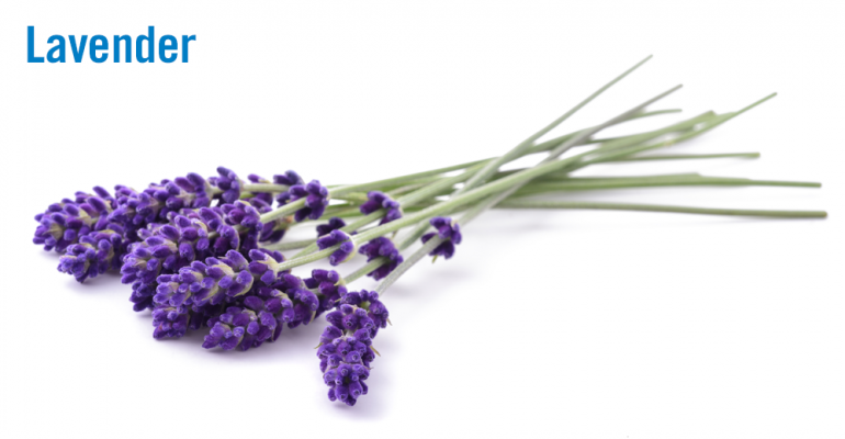 lavender-2-flower.png