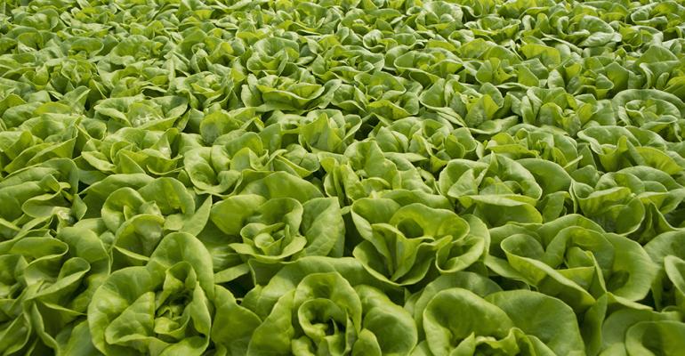 lettuce-post-covid.jpg