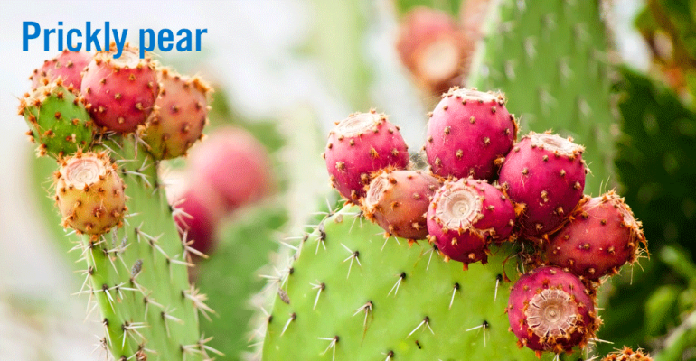 prickly-pear-2-cactus.png