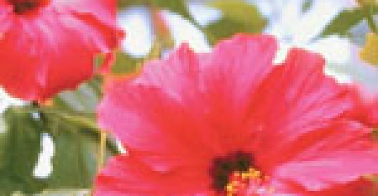 Hibiscus blossoms as a food, drink ingredient