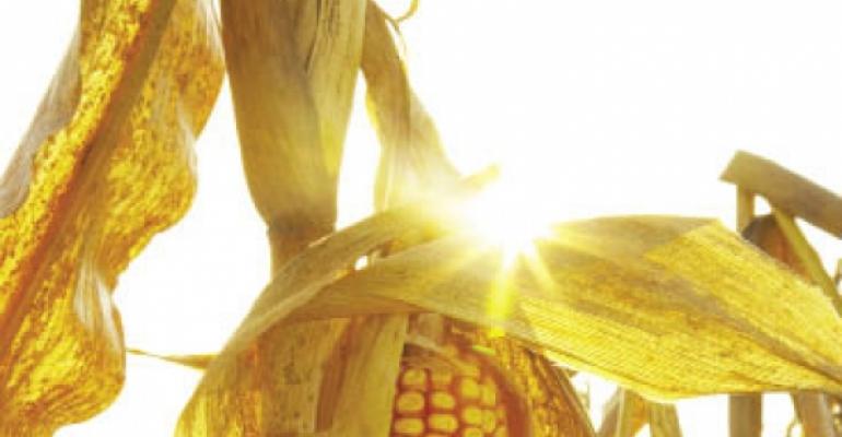 Corn prices set to skyrocket next year