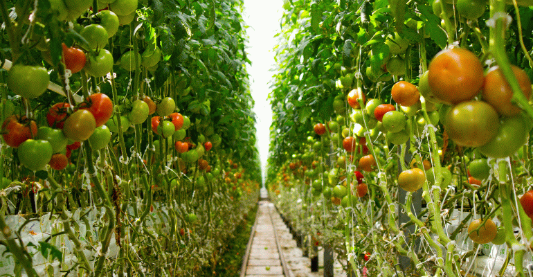 Wendy’s to source tomatoes from greenhouses