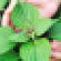 shiso-flavor-of-the-week.png