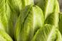 Romaine lettuce-GettyImages-654787830.jpg