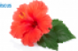 hibiscus-2-flower.png