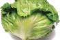 E. coli-stung Yum sows safe-lettuce policy
