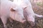 Despite high feed prices, pork production escalates