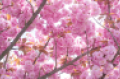 flavor-of-the-week-cherry-blossom.png