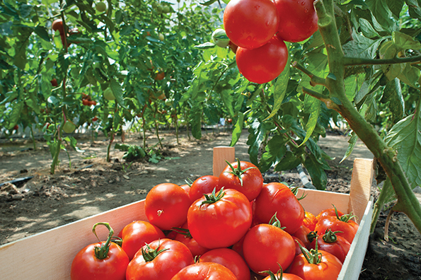 Tomatoes in field